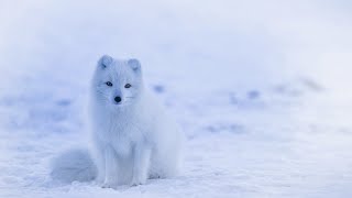 Песец.Лиса в белой шубке