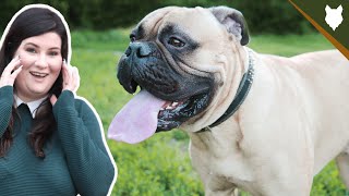 HOW ADAPTABLE ARE BULLMASTIFF by Will Atherton Bullmastiff Show 964 views 3 years ago 6 minutes, 10 seconds