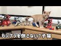 ガンプラを倒さずに進もうと心がける子猫
