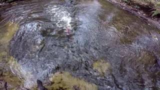 Coho Spawning in Colquitz Creek