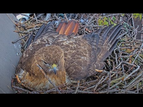 Big Red Fans Her Wing While Watching Over The Cornell Hawks Nest – May 5, 2025