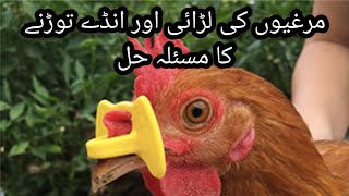 Chicken Blinder Review | How to Use Pinless Peeper.