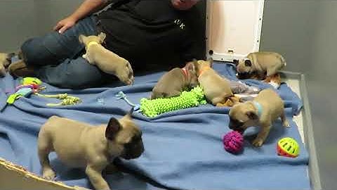 Puppies Oregon