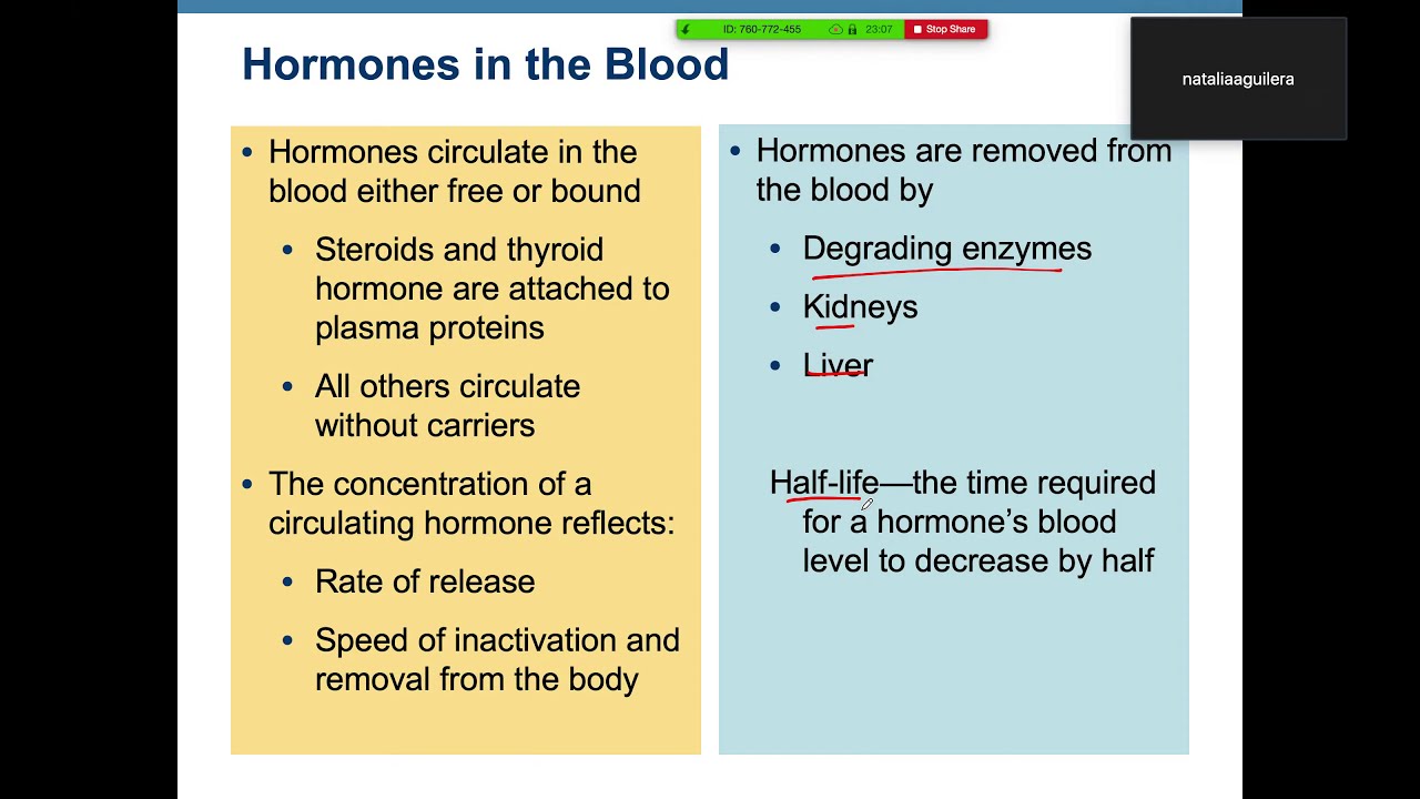 Endocrine for the USMLE Step 1 - Lecture 1 - YouTube