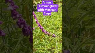 Anna's Hummingbird enjoying the Mexican Sage. A nice time to be in the garden 🐥
