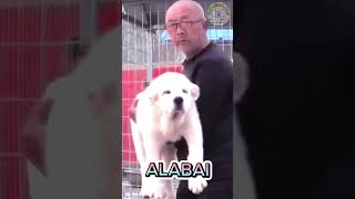 Download Lagu ANJING IMPOR LANGSUNG DARI NEGARA CHINA ! - Central Asian Shepherd Dog \u0026 GIANT ALASKAN MALAMUTE MP3