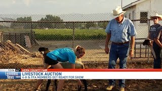 Kern County 4-H and FFA members prepare for livestock shows