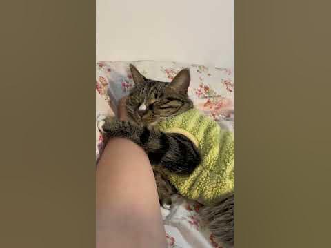 Миле кошеня🐱#shorts #catvideos #cat #cats - YouTube