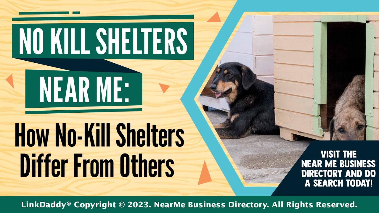 No Kill Shelters Near Me How No Kill Shelters Differ From Others YouTube No Kill Shelters Near Me How No Kill Shelters Differ From Others YouTube