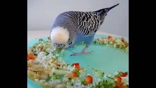 Овощи для попугая