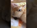 うんちもぐもぐ