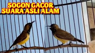 Sogon gacor suara Asli Alam,sangat cocok untuk mendongkrak birahi sogon bahan/hasil ombyokan.