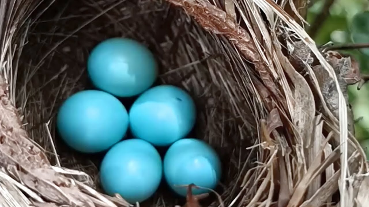 Mother Bird Carefully Tends to Her Eggs in the Nest - YouTube