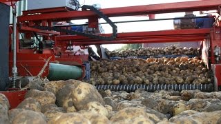 DOWNS Combi Mobile Potato Grader with SCOTTS EVOLUTION EVO SEP, clod and stone separator - Déterreur