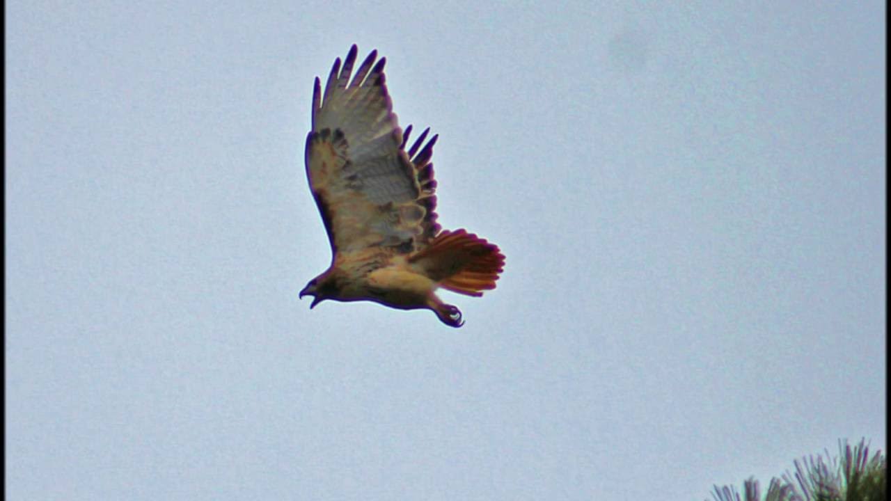 Brandi Carlile and Emmylou Harris "Country Roads" YouTube
