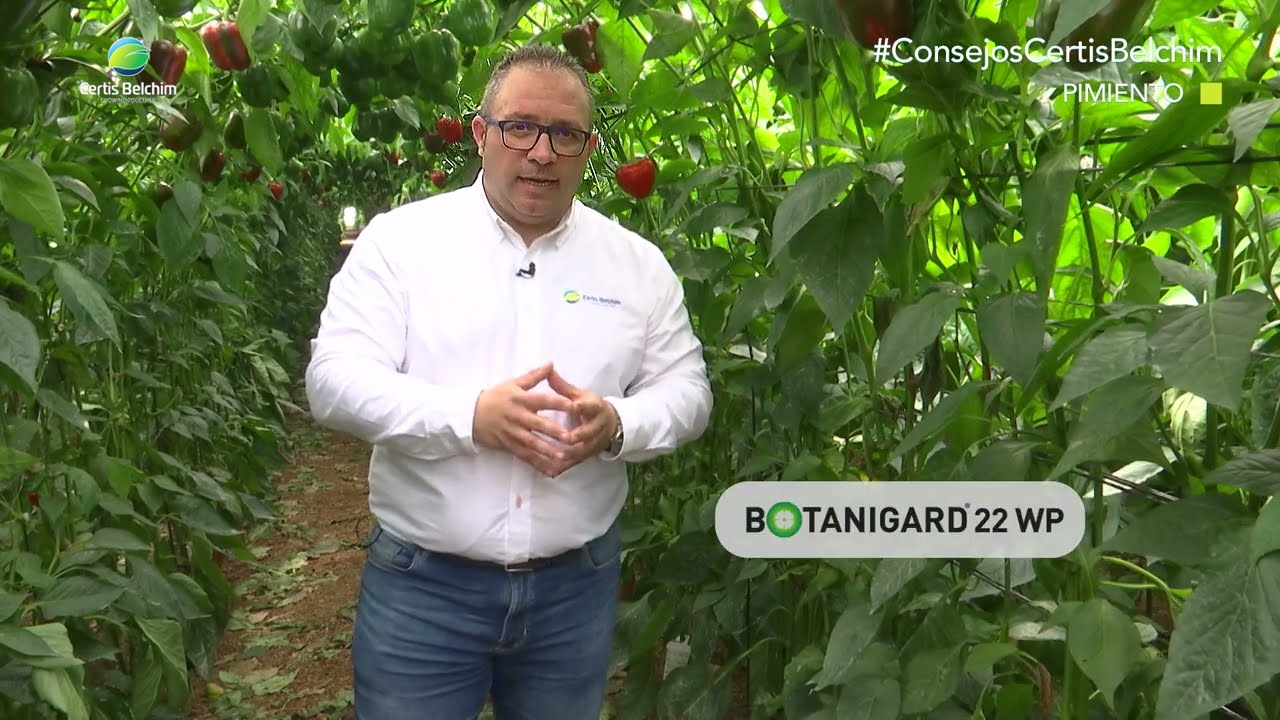 #ConsejosCertisBelchim