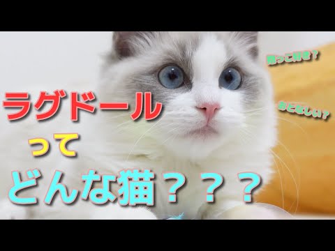 【ラグドールは飼いやすい？】一緒に暮らして驚いたラグドールの性格