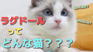 【ラグドールは飼いやすい】一緒に暮らして驚いたラグドールの性格