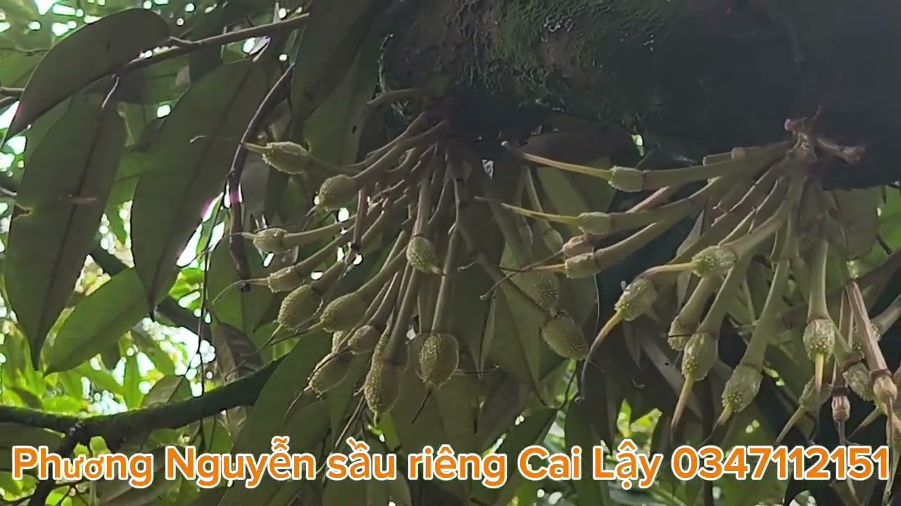 # 81- dìu đot như thế nào hiệu quả mà ít tốn kém 