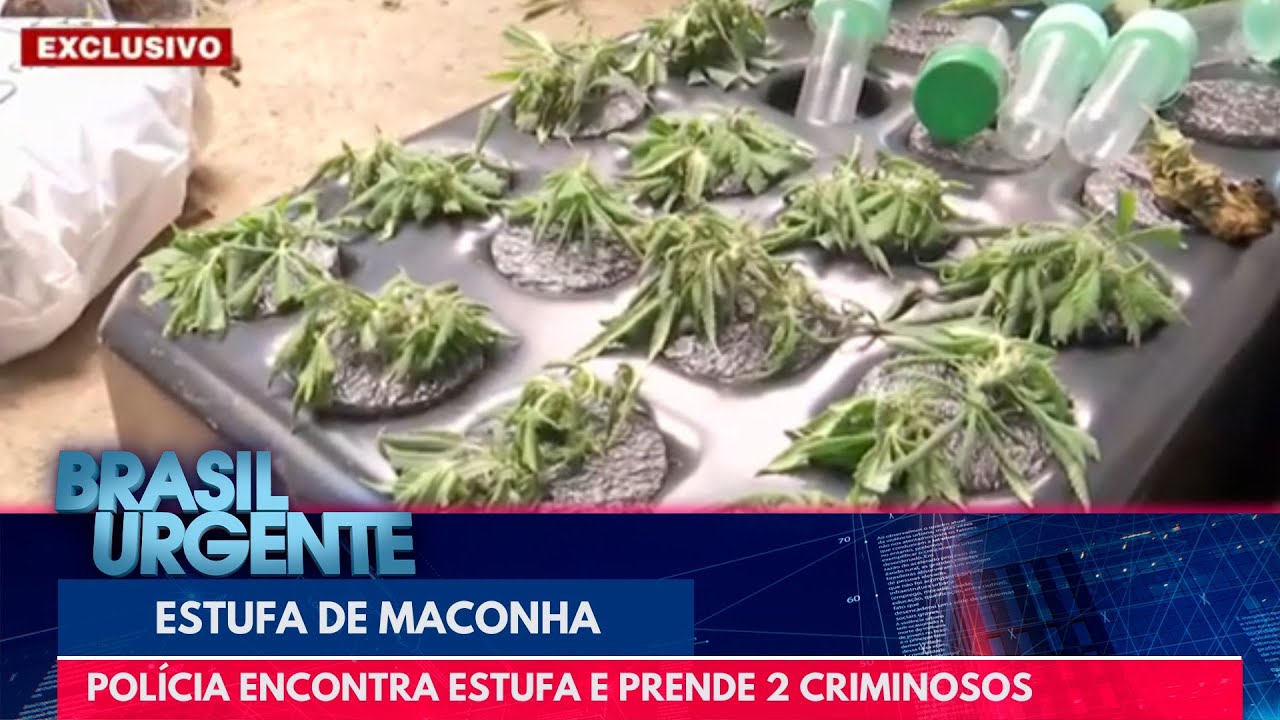 Polícia encontra estufa de maconha e prende em flagrante criminosos | Brasil Urgente