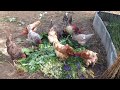 Ломан браун, доминант 🐔 / Временный курятник 🏡 / Агрессивный петух 🐓