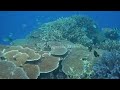 Most sunscreens harm corals. Here's what you can do