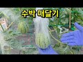 수박 대롱대롱 매달기 좋은방법 #주말농장