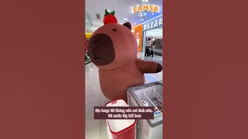 Capybara muốn lấy hết tất cả 🤣🤣 #shorts #haihuoc #funny #giaitri #haihuocvuinhon