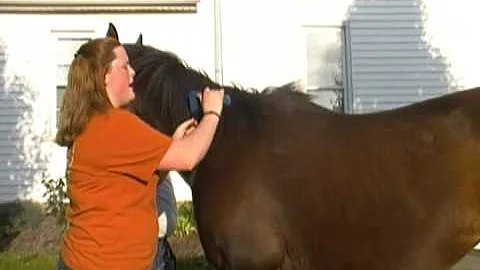 Morgan's presentation how to brush your horse 4-20...