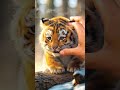What do you think made this little tiger laugh? #tiger#shorts#nature#funny#cute