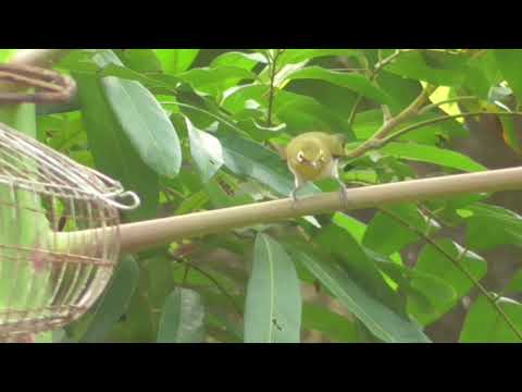 Video Khuyên Bẫy Đấu Mau Mỏ Hoạ Tròn Đẹp - youtube