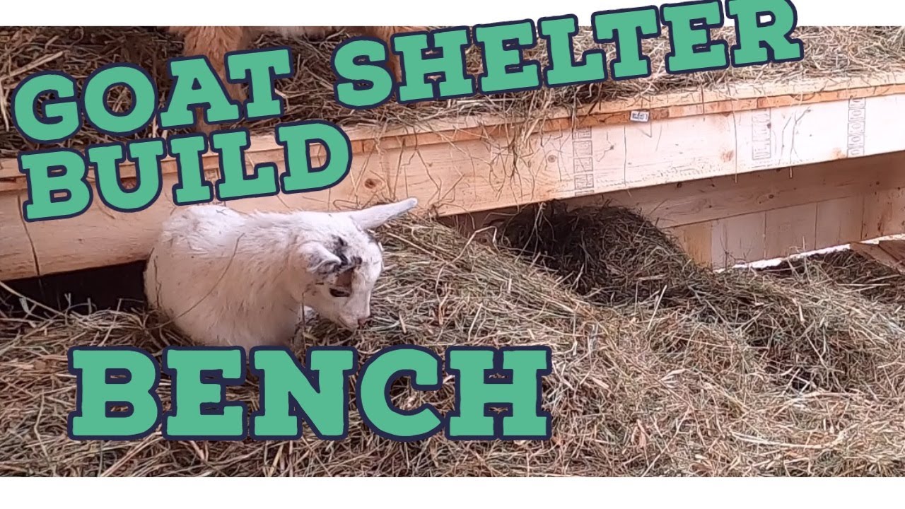 DIY 8X10 Goat Shelter Build Goat Bench Nigerian Dwarf Goats YouTube
