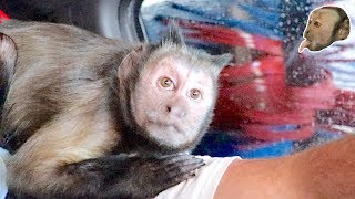 Capuchin Monkeys Visit The Car Wash! (DAY IN THE LIFE)