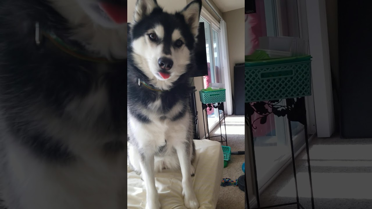 Dogs get a Pup Cup from ChickfilA YouTube