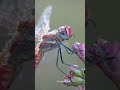 How dragon fly "fly"? by factbynappo #shorts #viralshorts #facts