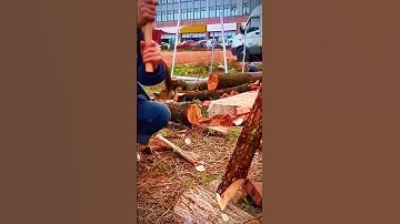 cut the tree trunk with a sharp machete #shorts