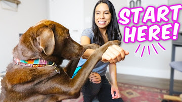 10 EASY DOG TRICKS IN 10 MINS 🐶 Promise, they