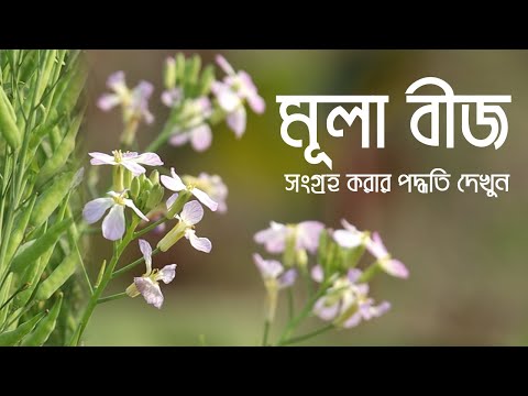 ভিডিও: কিভাবে একটি মূলা সংরক্ষণ করতে