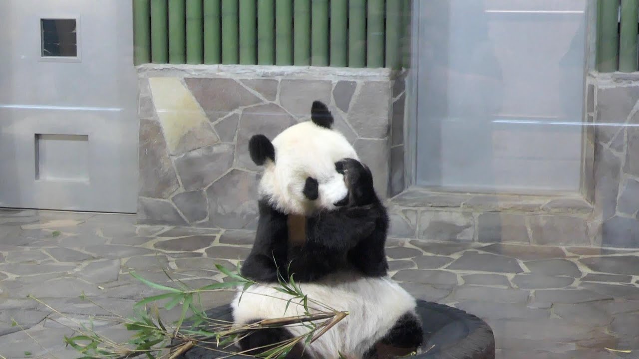 偽育児中のタンタン 王子動物園 2020/10/08