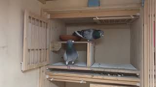 common mistakes you are making with your racing pigeons screenshot 5