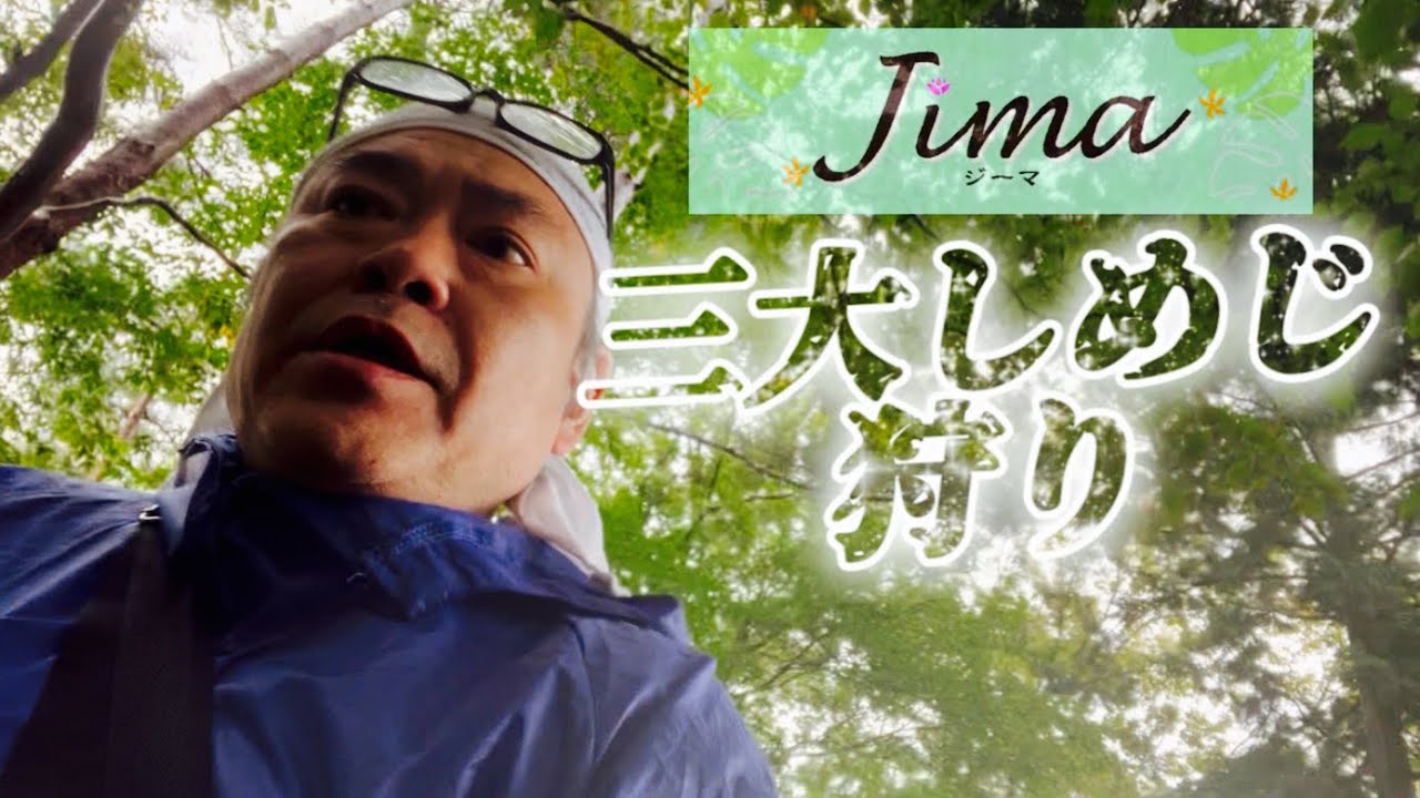 きのこ採取】俺の三大しめじ！ウラベニホテイシメジ、ハタケシメジ、大黒しめじ(ホンシメジ)