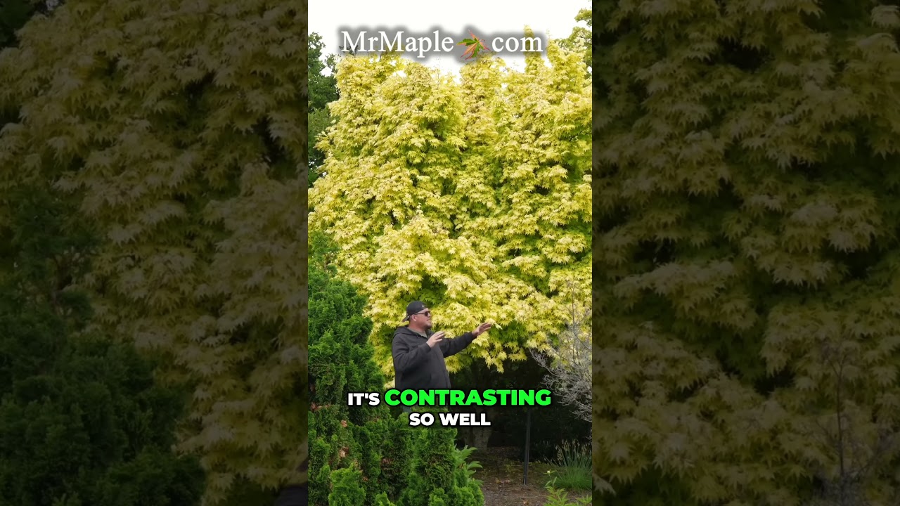 Orange Dream  The Brightest Japanese Maple Tree in Our Garden!