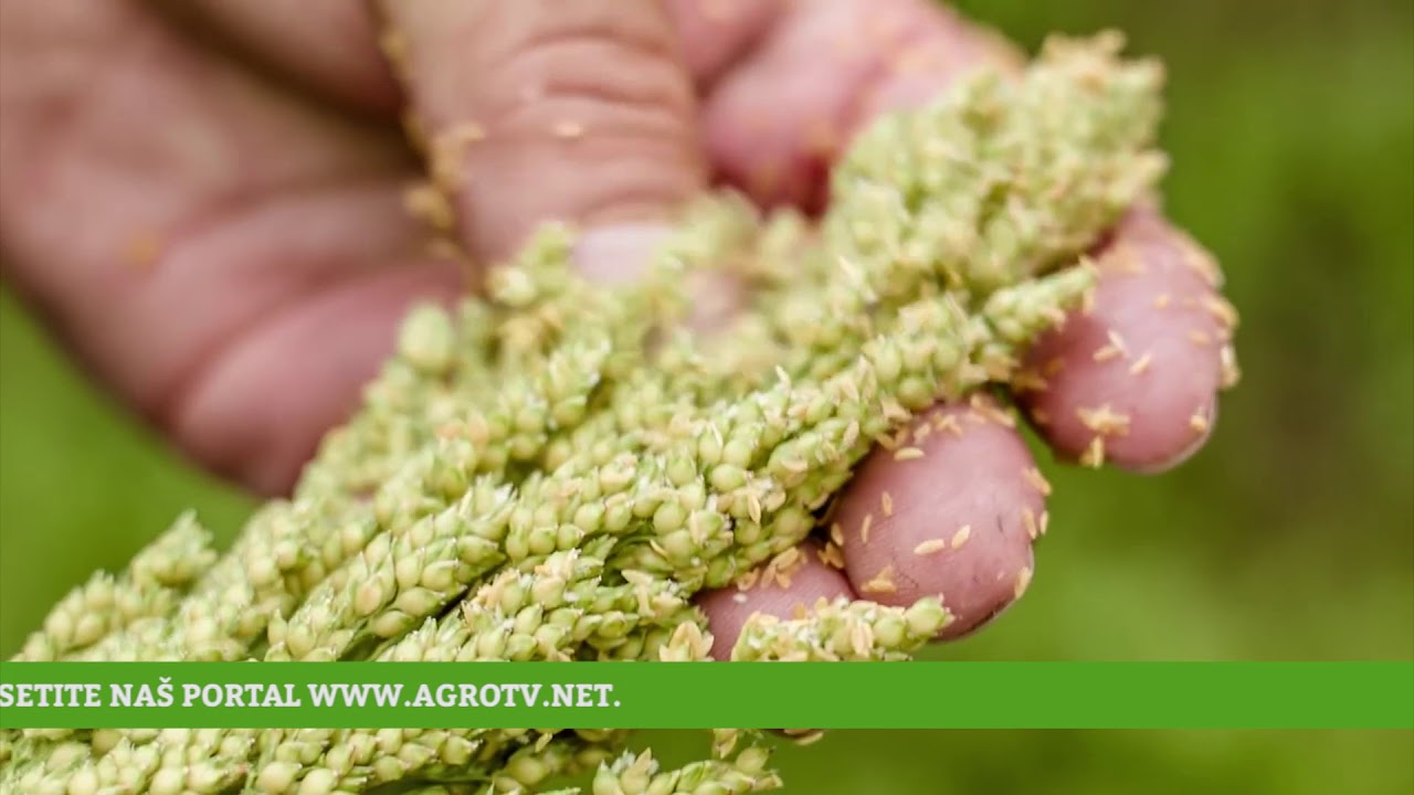 Reč struke ep. 126 07.11.2017. - Sirak