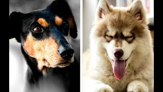 All Working Dog Breeds List (A- Z) by Happy Funny Pets 2,085 views 4 years ago 4 minutes, 21 seconds