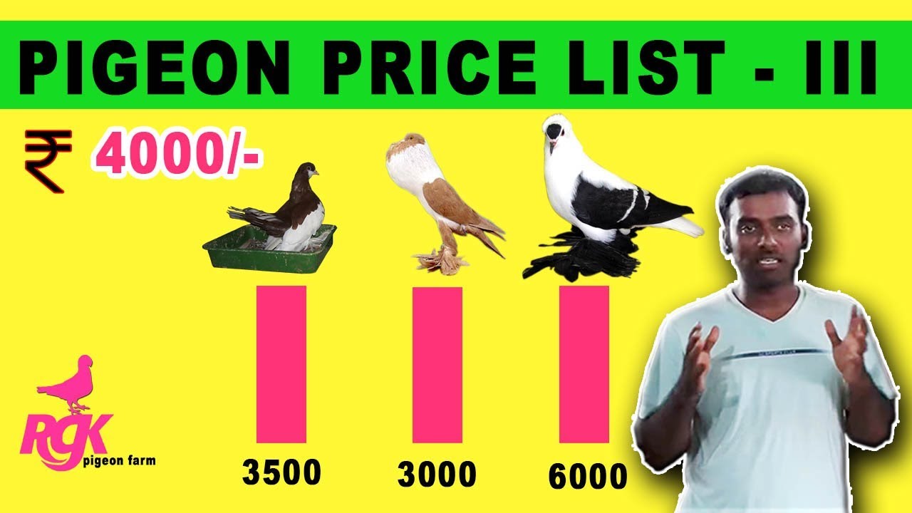 Game Pigeon Plus Cost