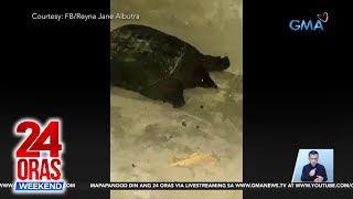 Chinese softshell turtle, namataan sa isang kalsada sa Gensan | 24 Oras Weekend screenshot 4