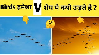 Why Birds fly in V shape? Amazing facts in hindi Facts zone YouTube