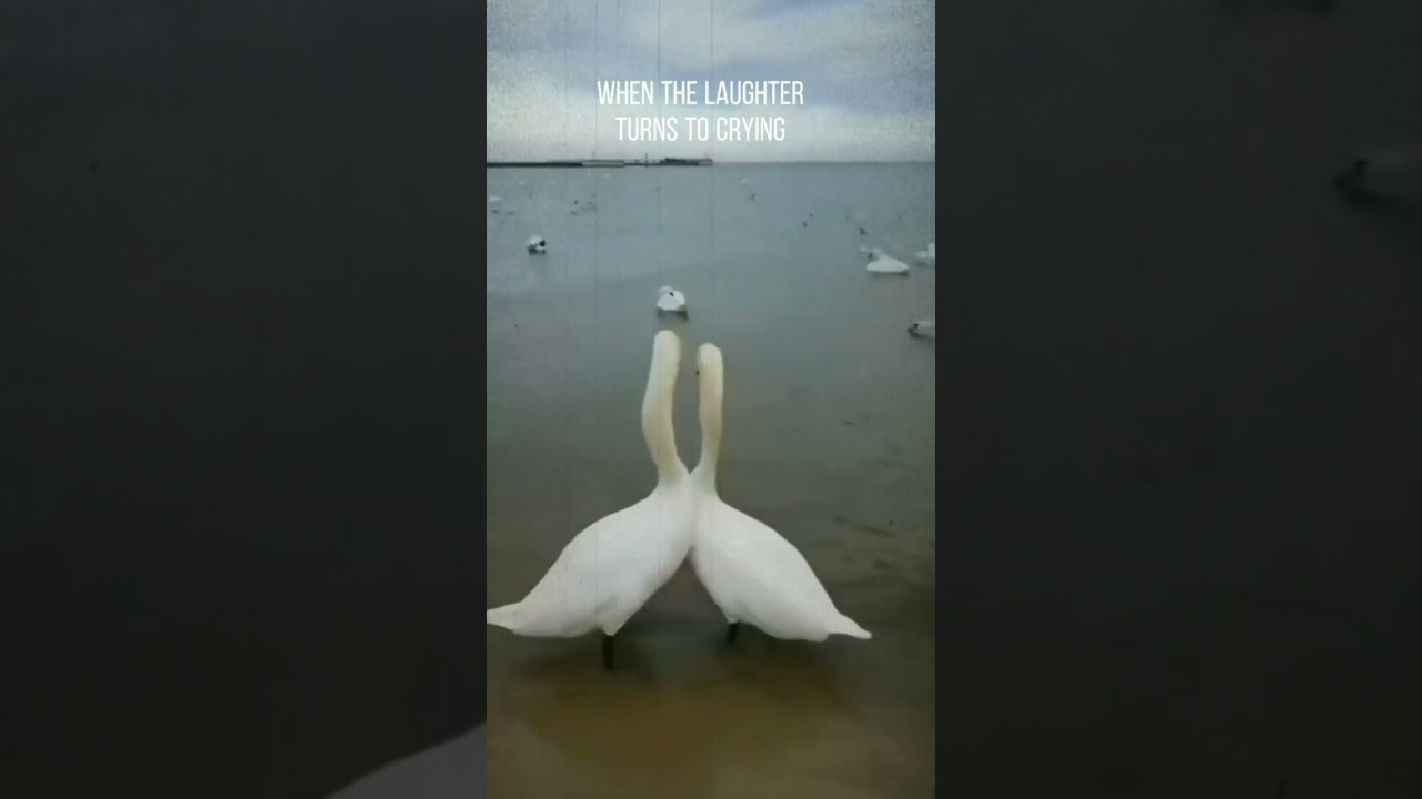 Goose Lover(I will be here)☺ 