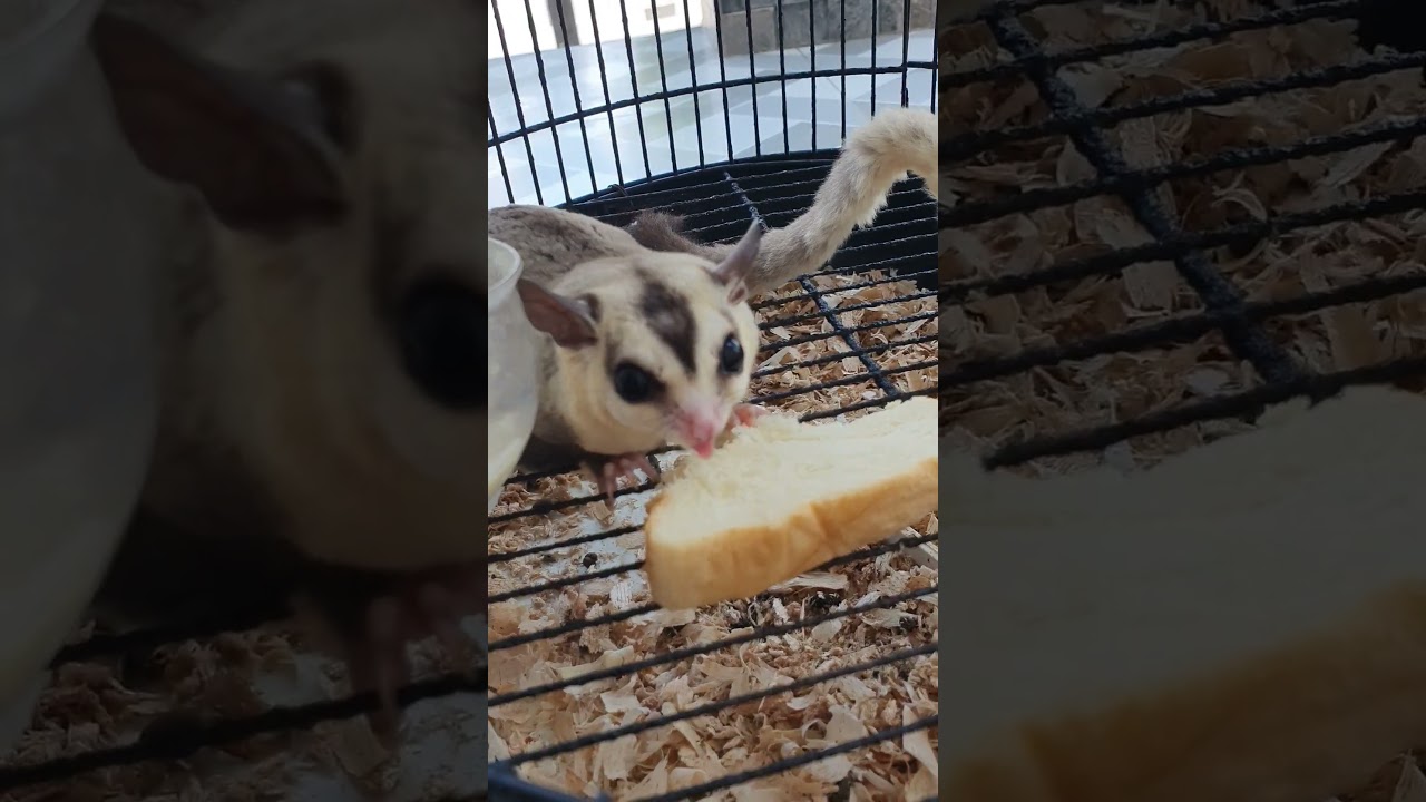 ngemil roti tawar 🤤 