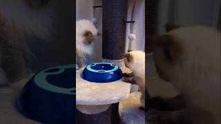 Cute Cats #funny #autistic #cat #cute #shorts #shortsfeed #shortsvideo #short #shortvideo #fyp #fypシ